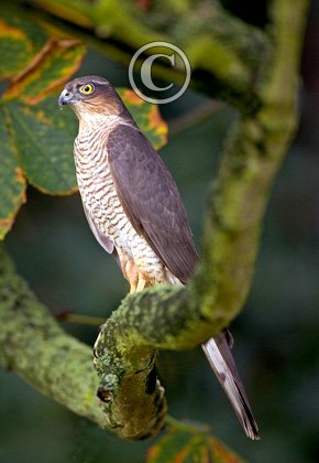 Sparrowhawk DM0439